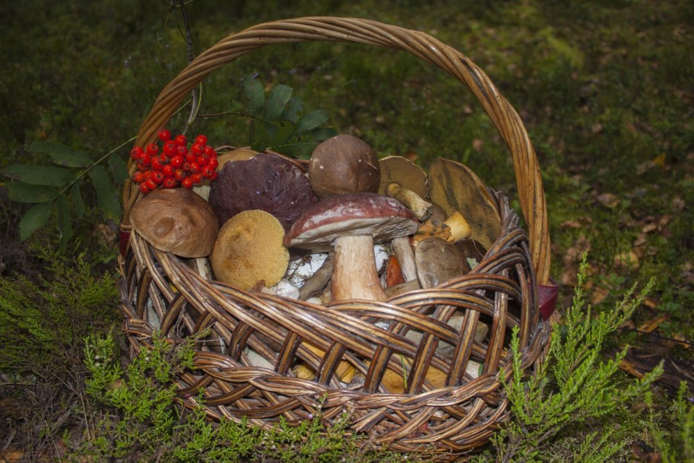 Лукошко с грибами