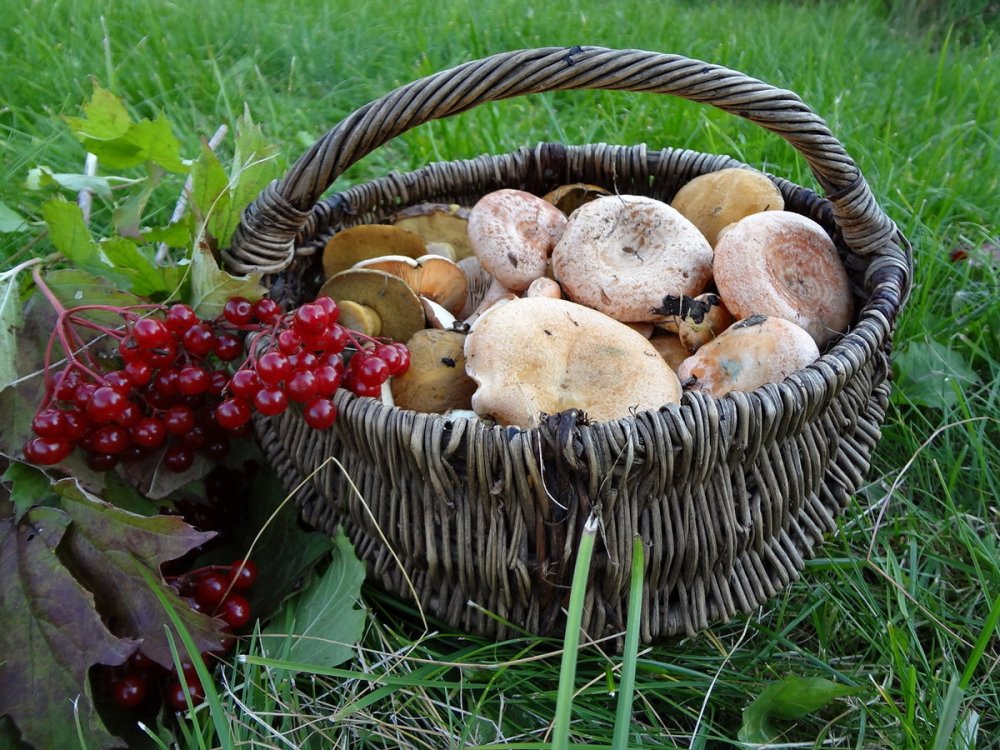 Корзинка с грибами и ягодами