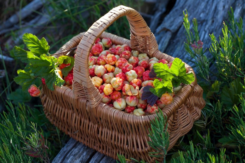 Корзинка с лесными ягодами