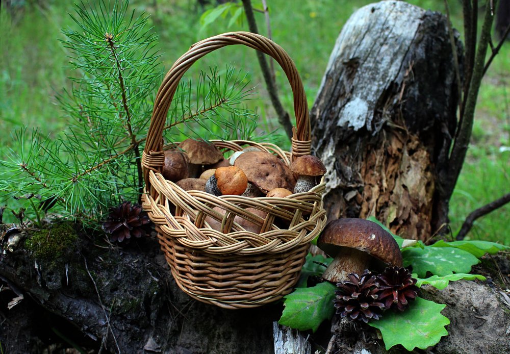 Лукошко с грибами