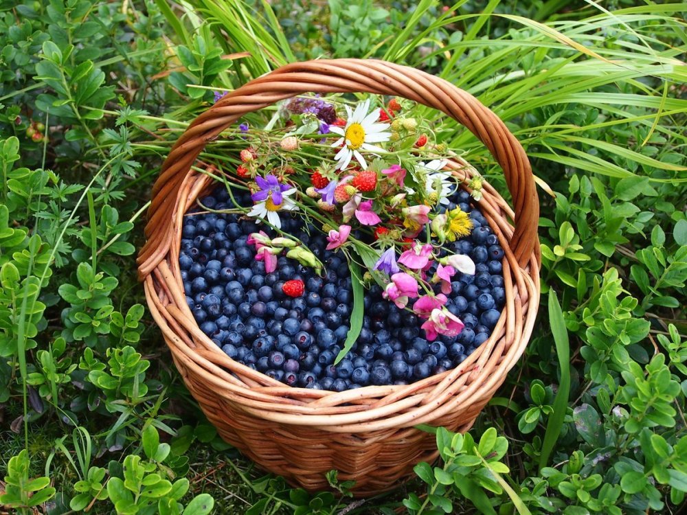 Осенние дары леса