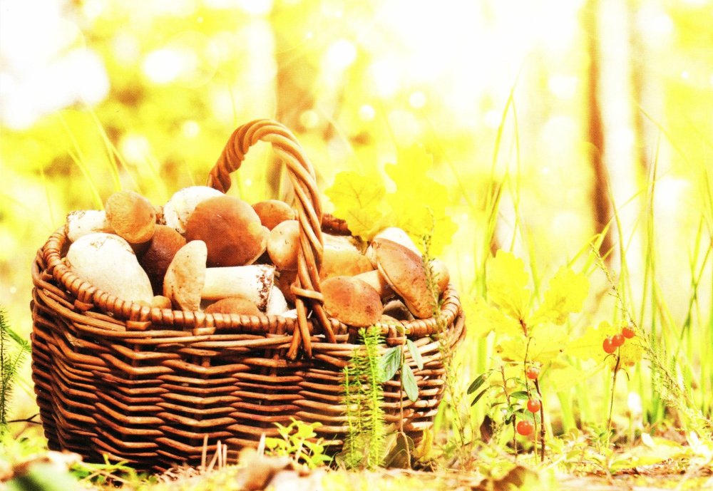Корзина с грибами на фоне леса