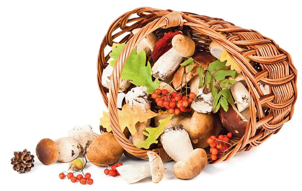 Корзинка с грибами на прозрачном фоне