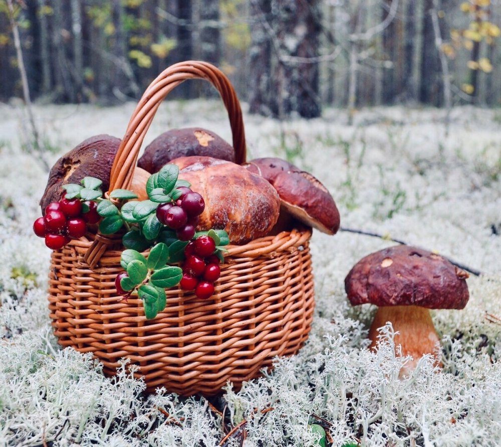 Собирание грибов и ягод