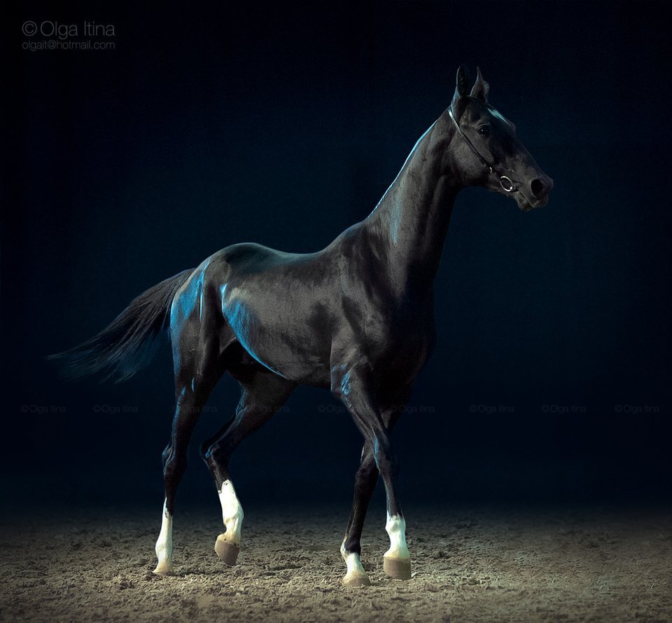 Вороной ахалтекинец