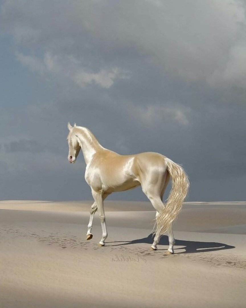 Ахалтекинская лошадь Золотая