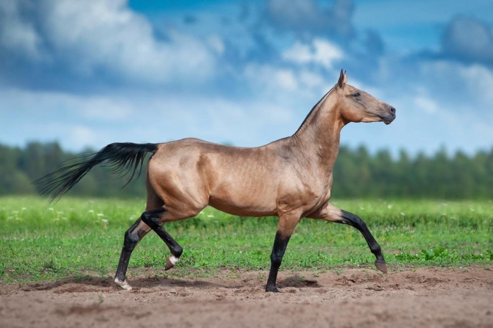 Пегий ахалтекинец