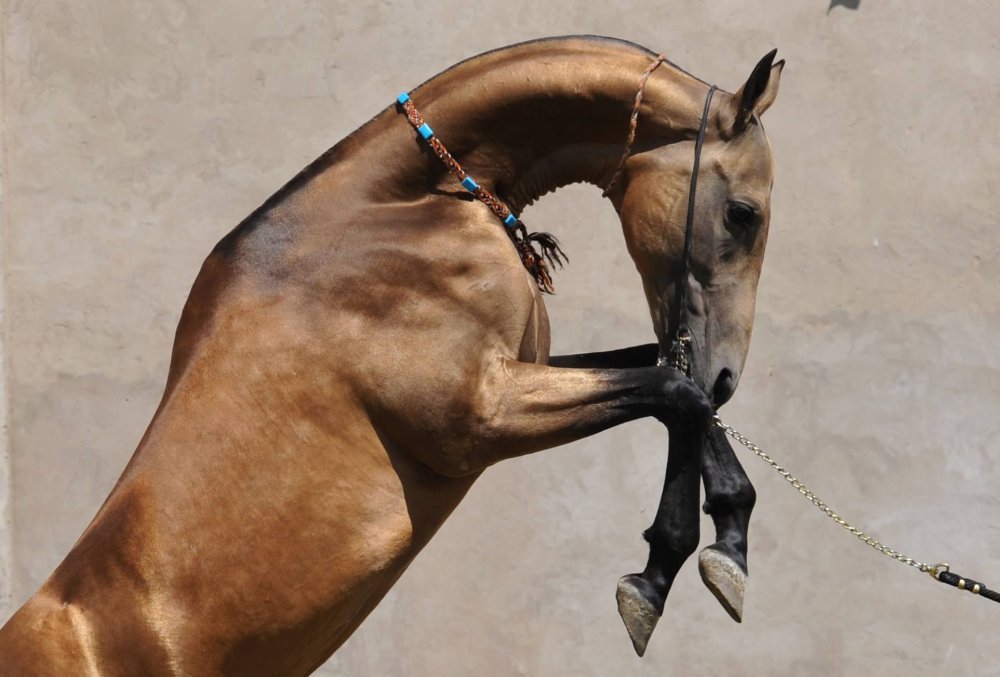 Ахалтекинская лошадь Эстетика