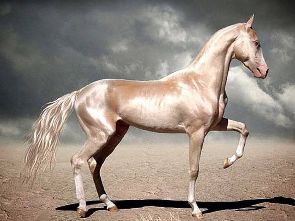 Ахалтекинская порода лошадей