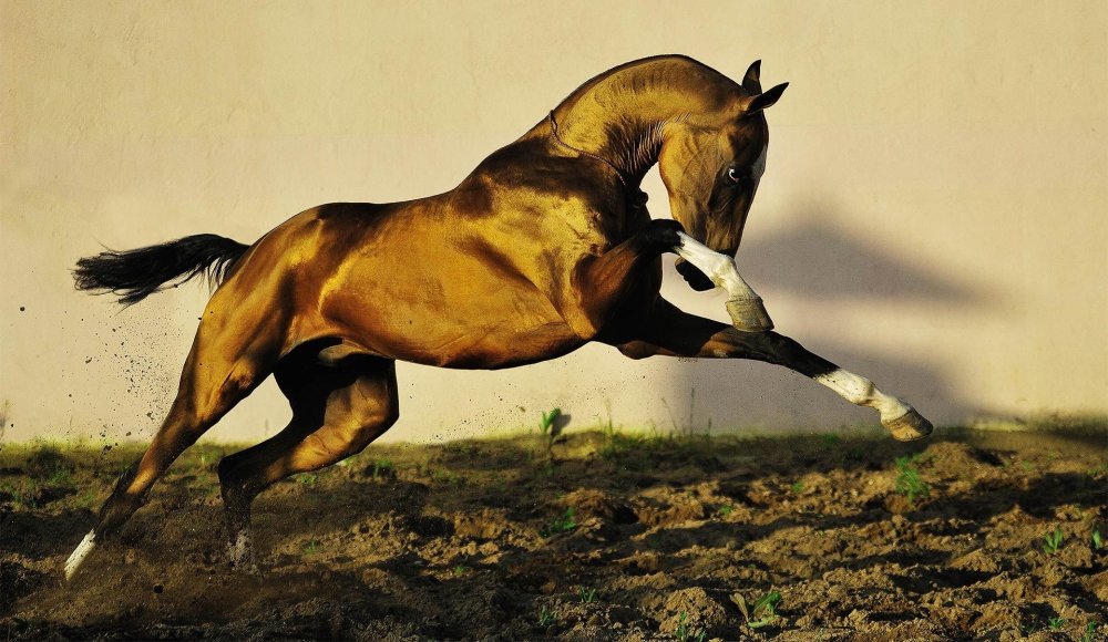 Ахалтекинская лошадь с голубыми глазами