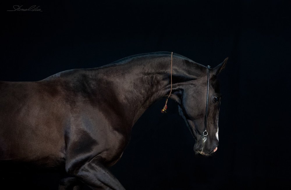 Ахалтекинская лошадь Золотая