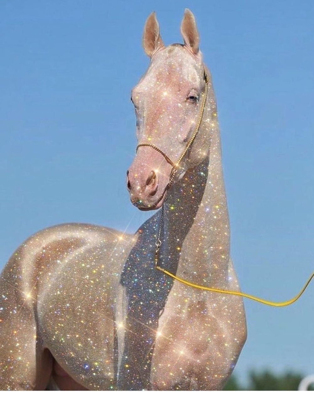 Мелекуш ахалтекинец