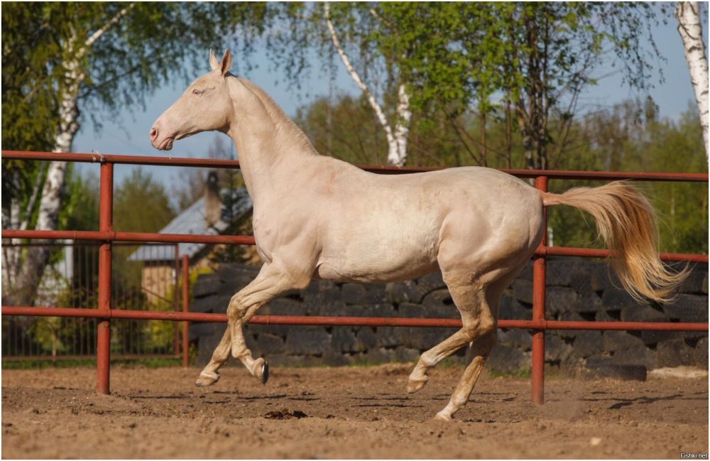 Ахалтекинская Изабелловая масть