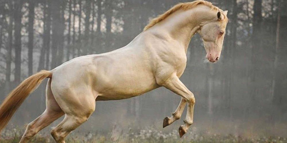 Ахалтекинцы вороной масти