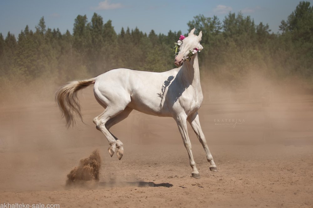 Ахалтекинская лошадь