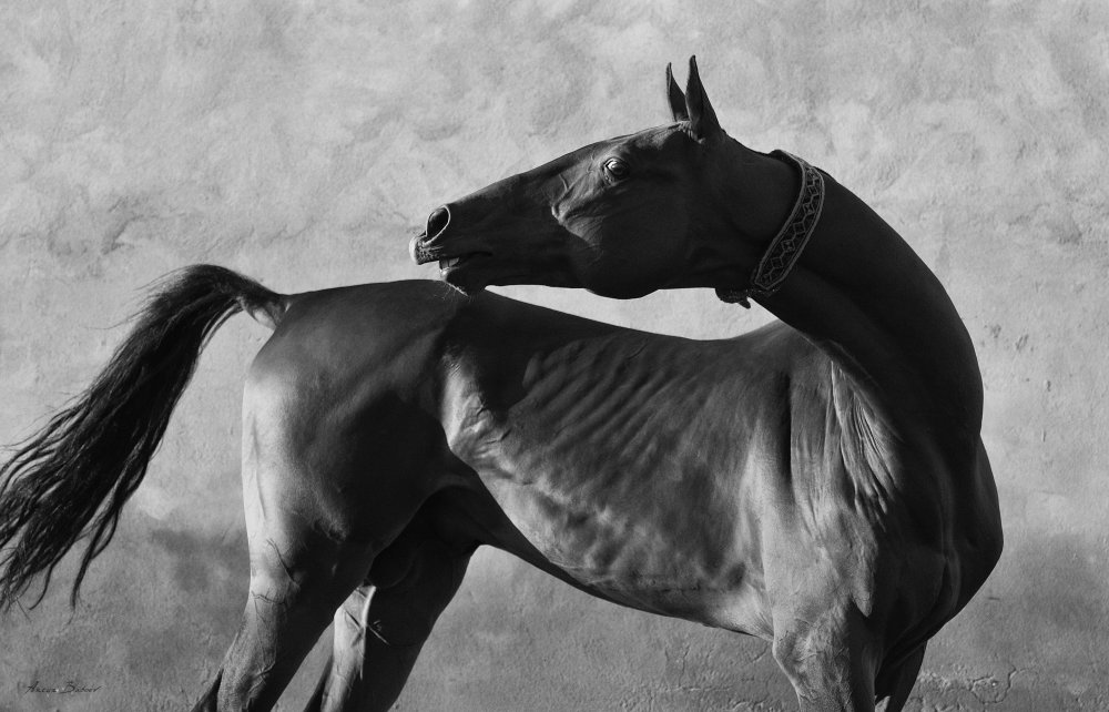 Лошадь на сером фоне