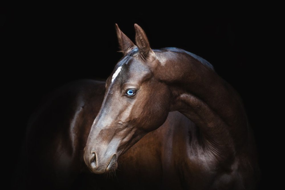 Ахалтекинец меле-Сокар 1940