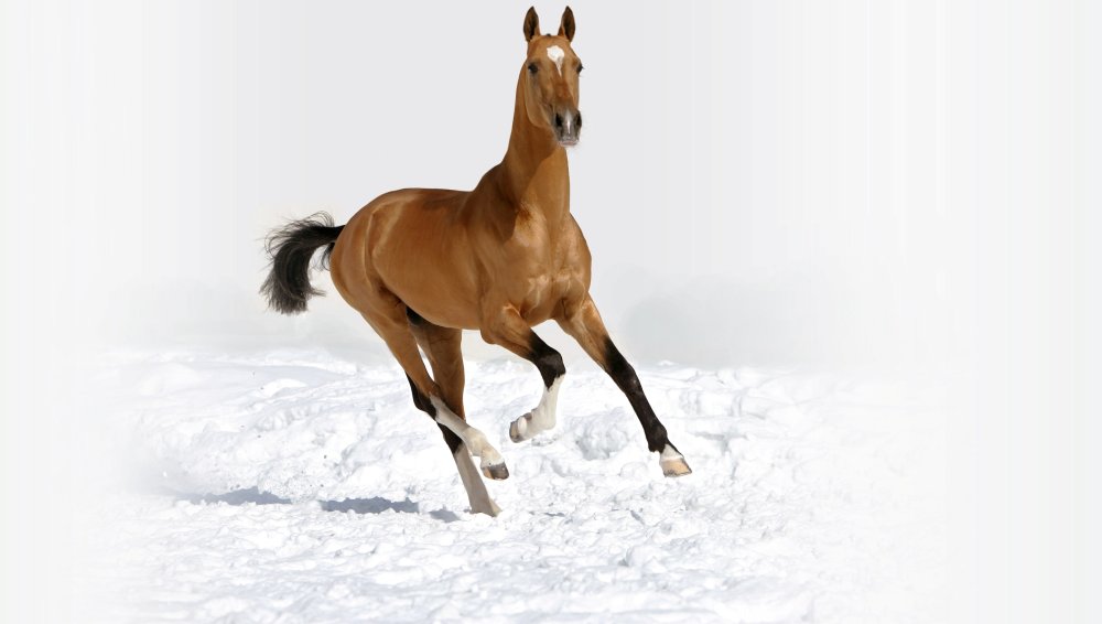 Сторожевой конь