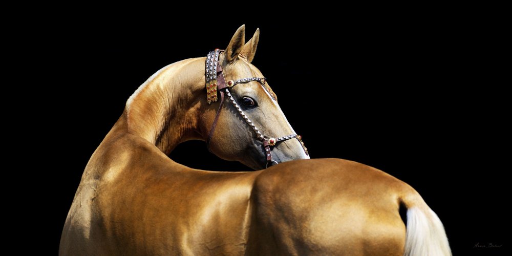 Артур Бабаев Ахалтекинцы