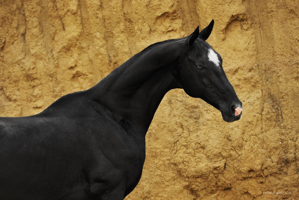 Бежевая лошади летом