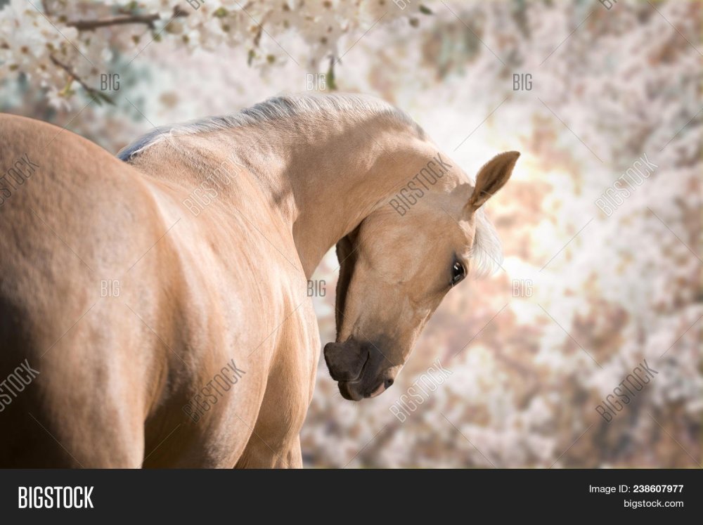 Красивые постеры с бегущими лошадьми ахалтекинец