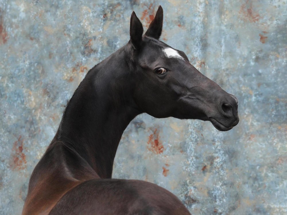 Ахалтекинец изабелловой