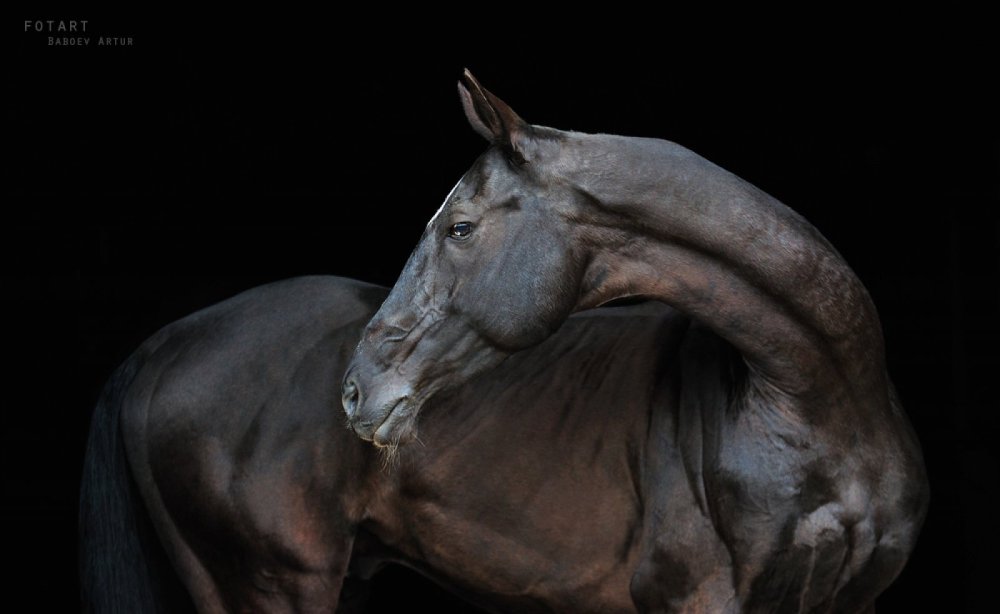 Тохтамыш ахалтекинец