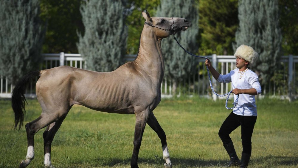 Тохтамыш ахалтекинец