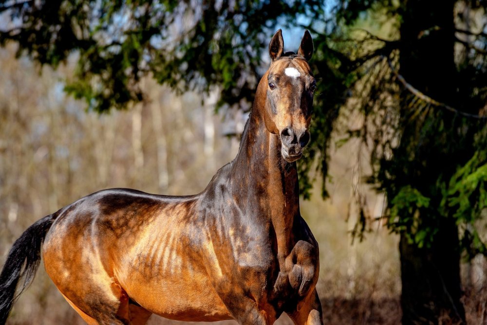 Лошади породы Ахалтекинская Изабелловая