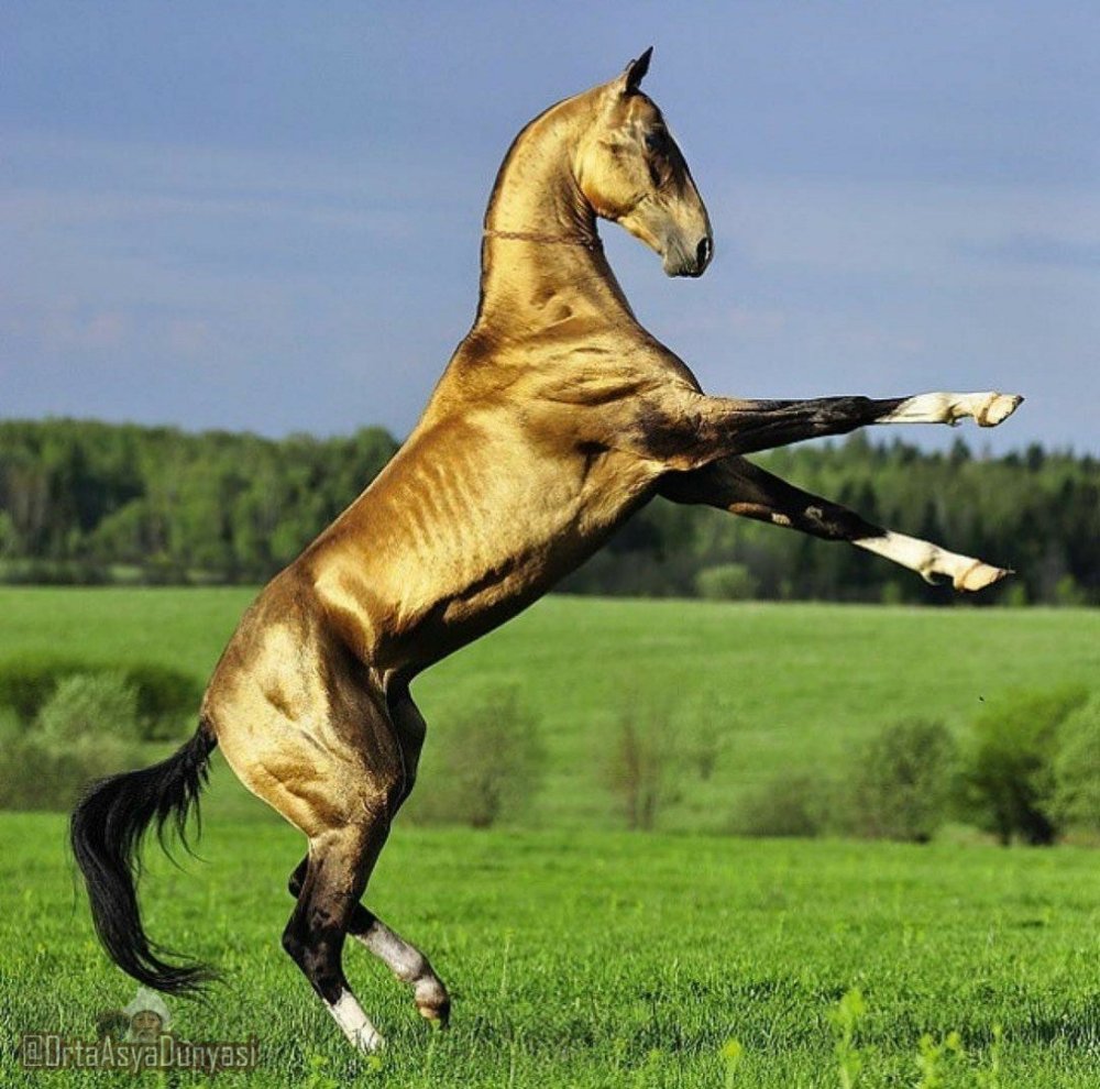 Караковый ахалтекинец