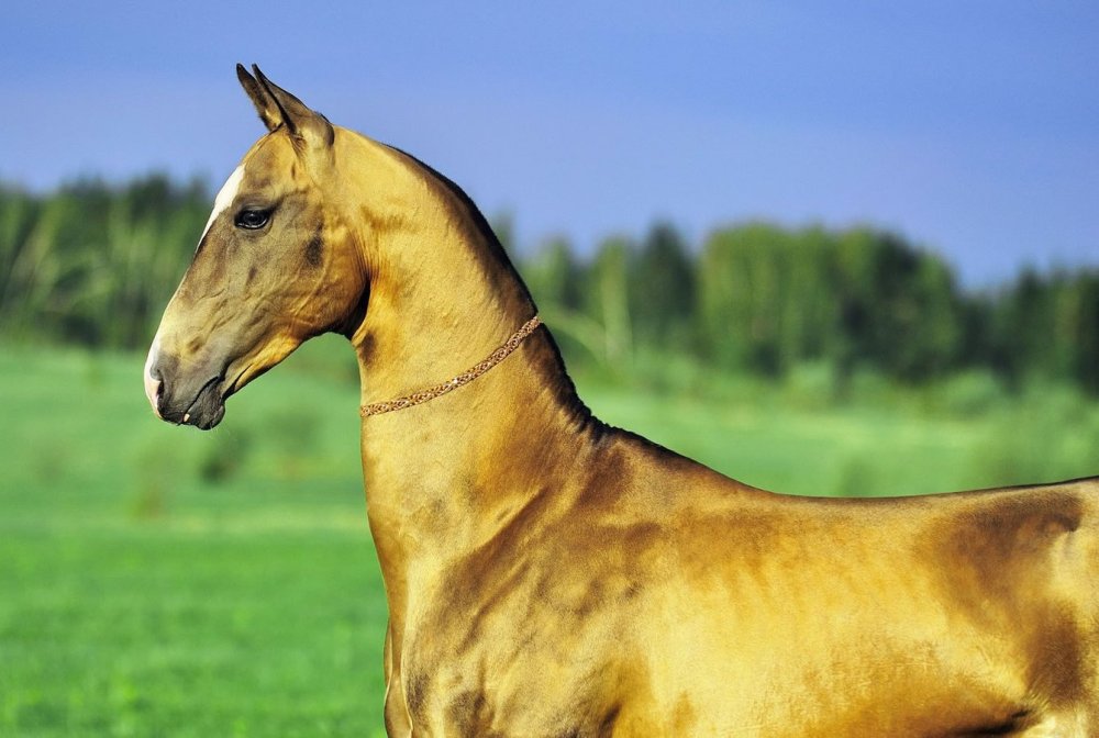 Ахалтекинская порода лошадей