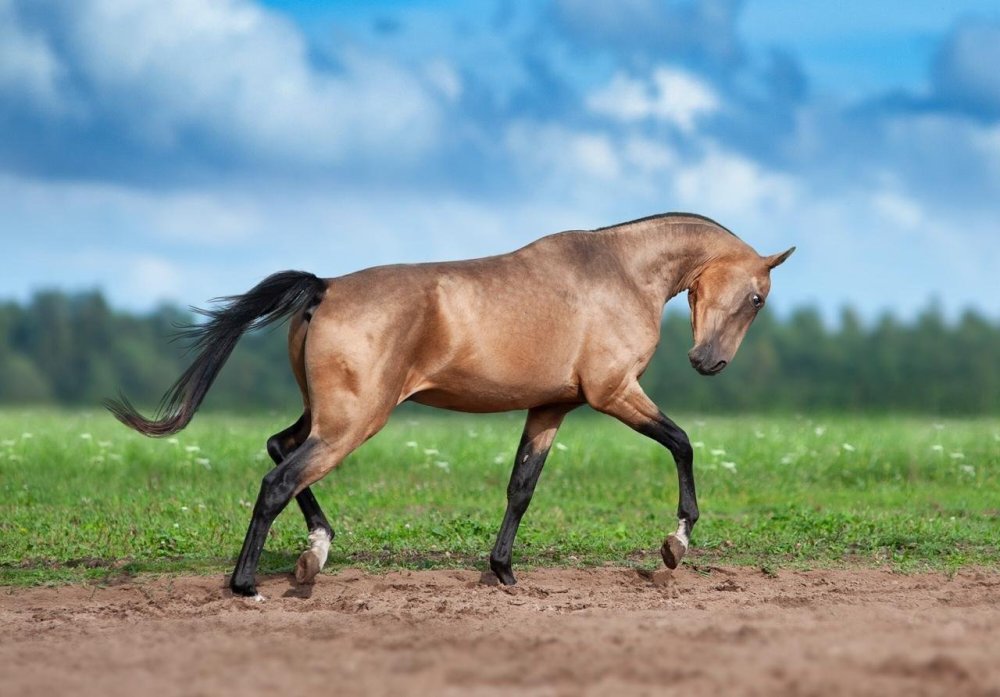 Ахалтекинская лошадь буланой масти