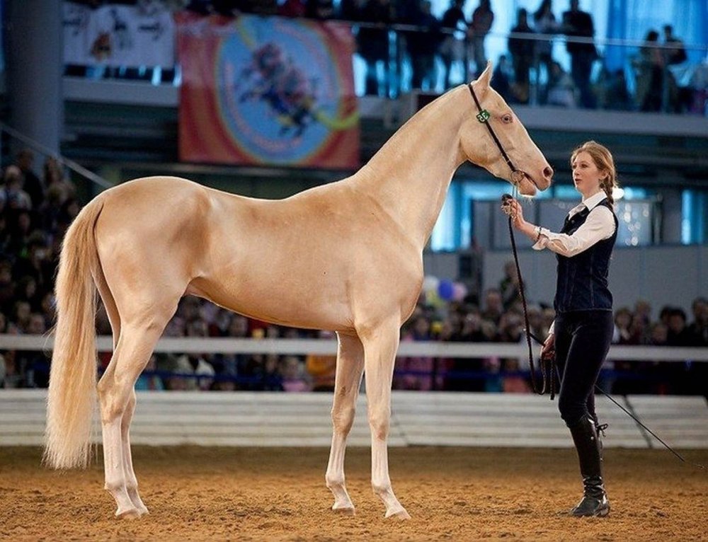 Кахетинец порода лошадей