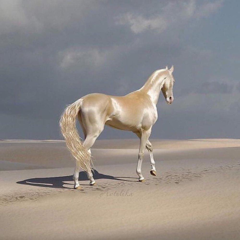 Ахалтекинская лошадь кобылка