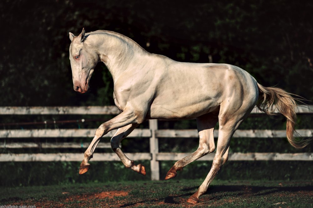 Буланый ахалтекинец