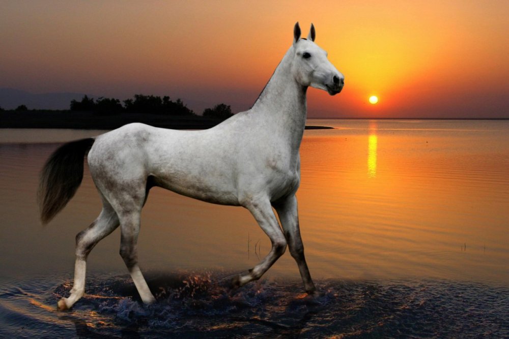 Ахалтекинец Аладжа