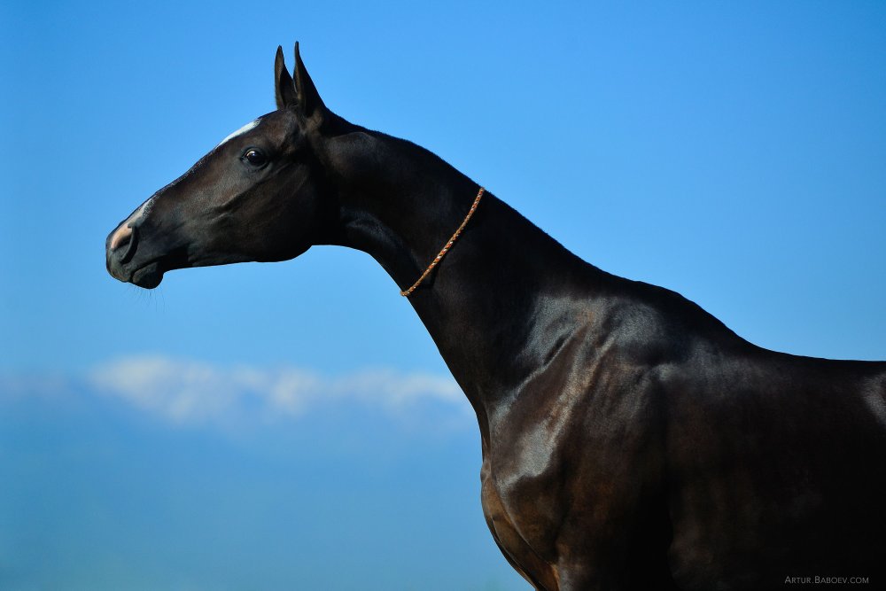 Ахалтекинец буланой масти