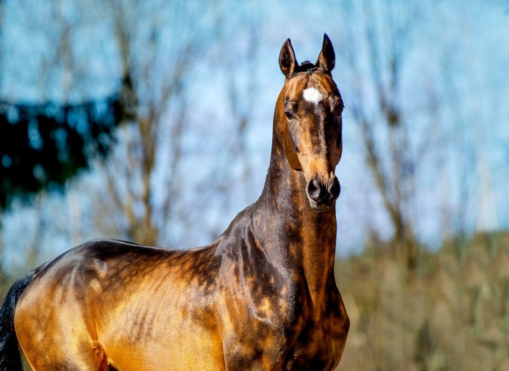 Ахалтекинская лошадь жеребёнок