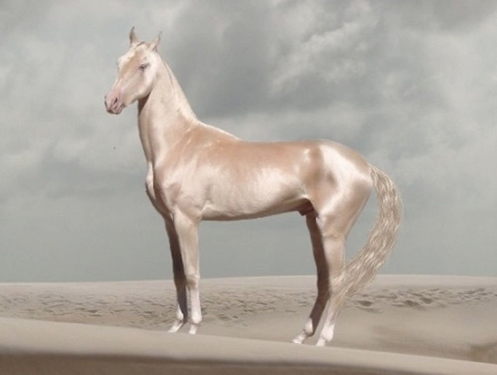 Ахалтекинская Изабелловая