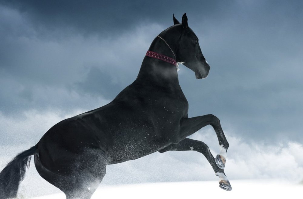 Коллекта Ахалтекинская лошадь