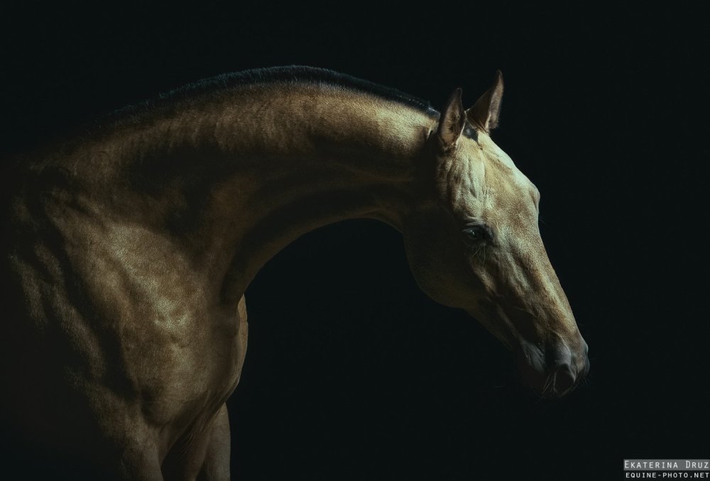 Ахалтекинец Гараюсуп