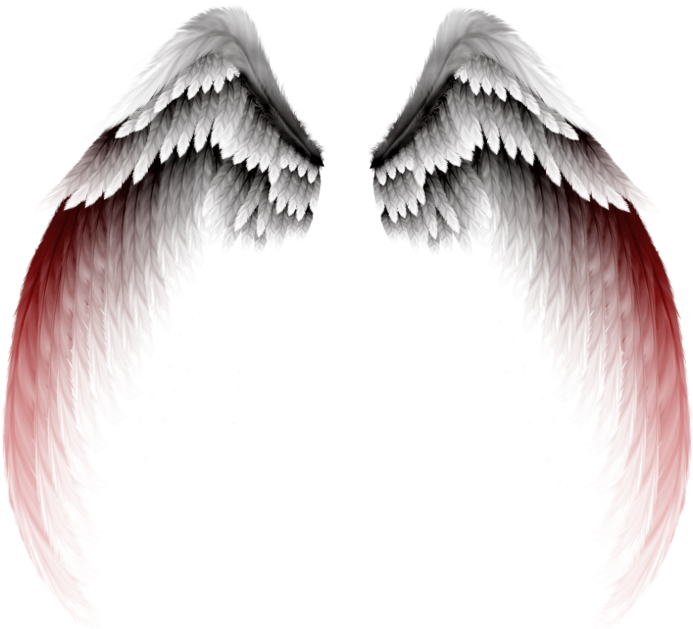 Крылья на белом фоне