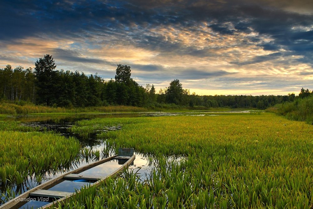 Беловежская пуща Беларусь