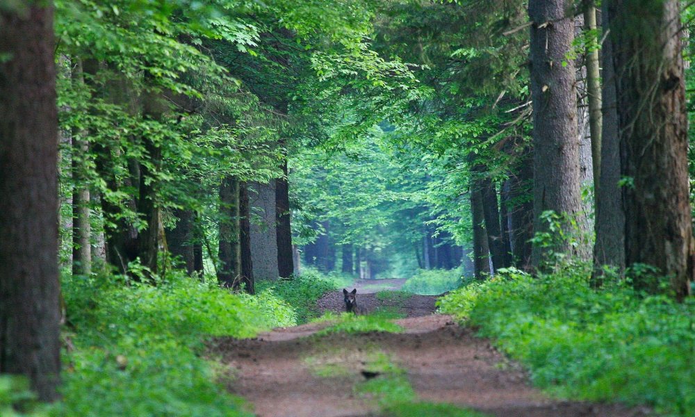 Беловежская пуща лес