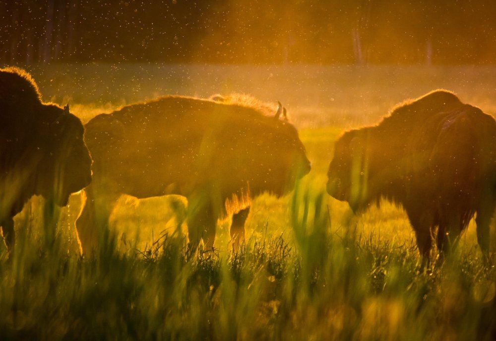 Беловежская пуща