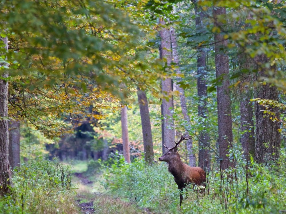 Беловежская пуща