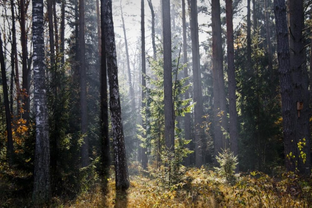 Беловежская пуща лес