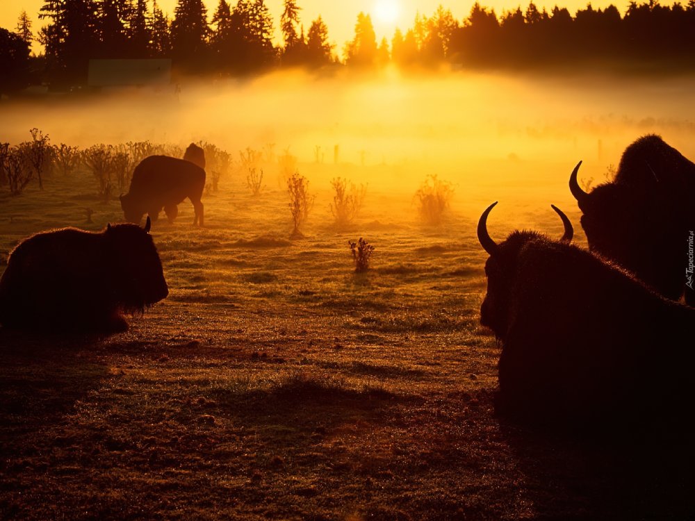 Буйволы на закате Африке
