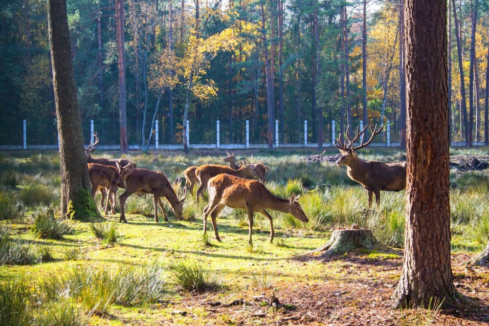1969 Беловежская пуща. Олень