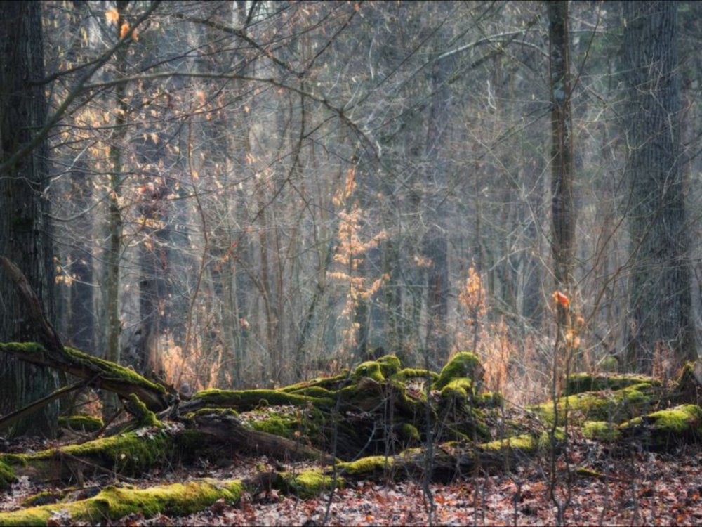 Леса и пущи Беларуси